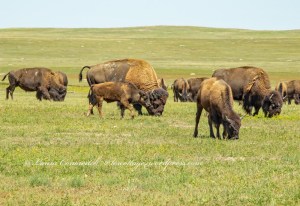 Badlands National Park - Bison