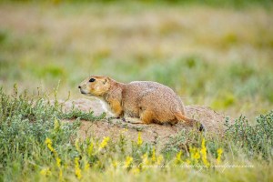 Devils Tower Wyoming