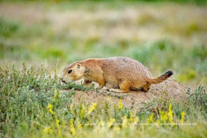 Devils Tower Wyoming