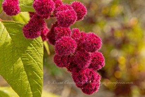 Amaranth