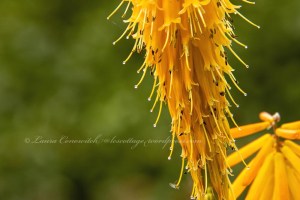 Kniphofia Yellow Red Hot Poker