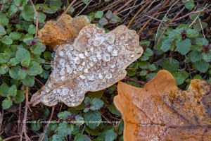 Frost on Oak Leaf