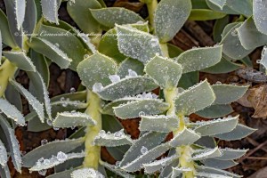 Frost on Myrtle Spurge
