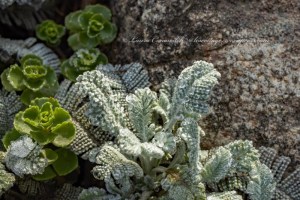 Frost on Partridge Feather Tansy