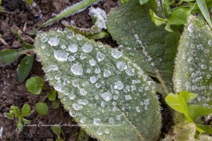 Frost on Great Mullein