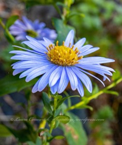 Aster