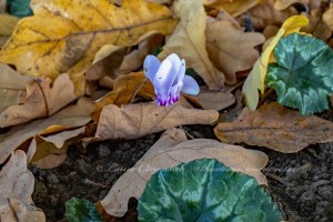 Cyclamen