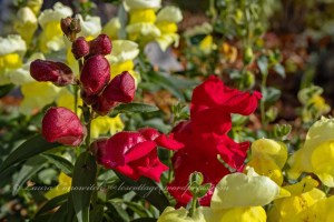 Snapdragon