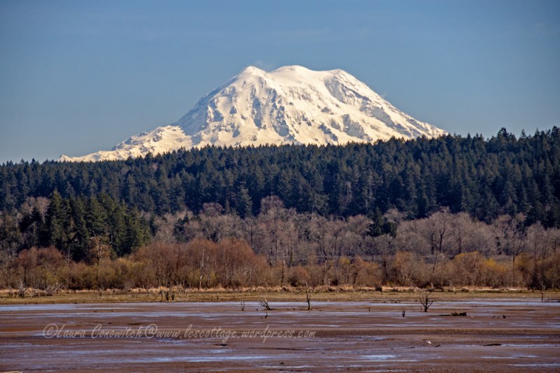 Nisqually Wildlife Refuge