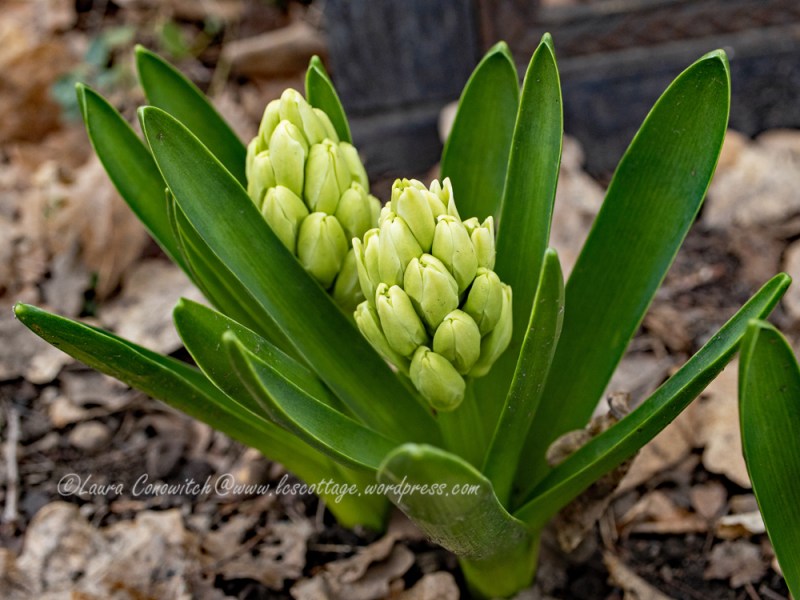 Hyacinth