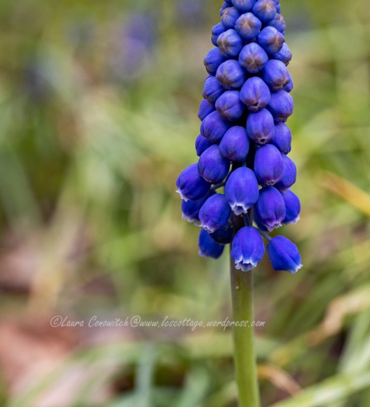 Grape Hyacinth/Muscari