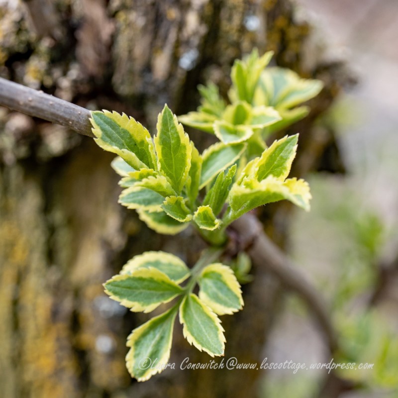 Variegated Elderberry/Sambucus Nigra