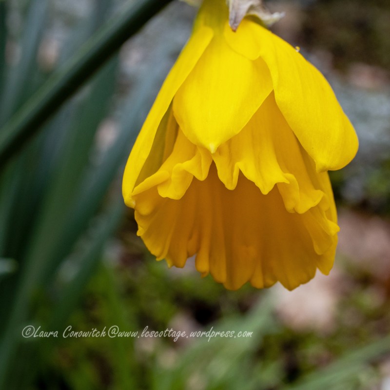 Daffodil