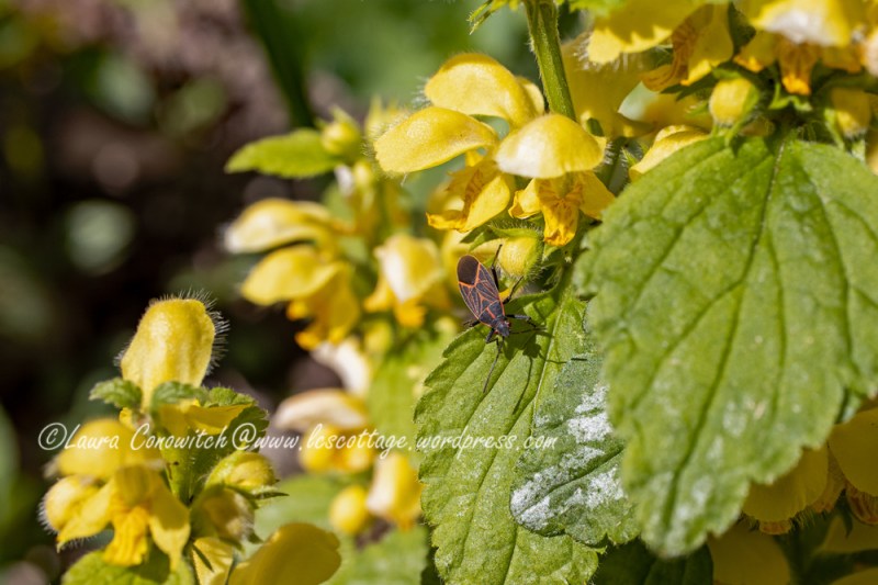 Lamium/Dead Nettle