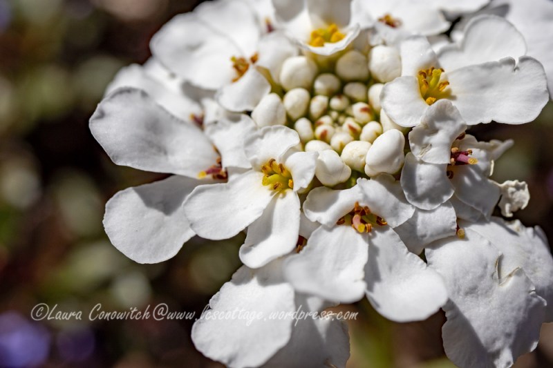 Candytuft