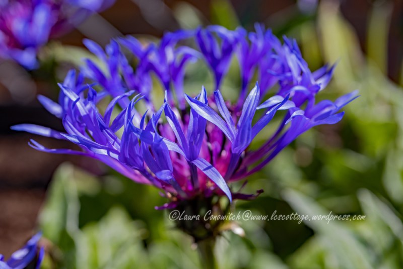 Montana Blue/Centaurea