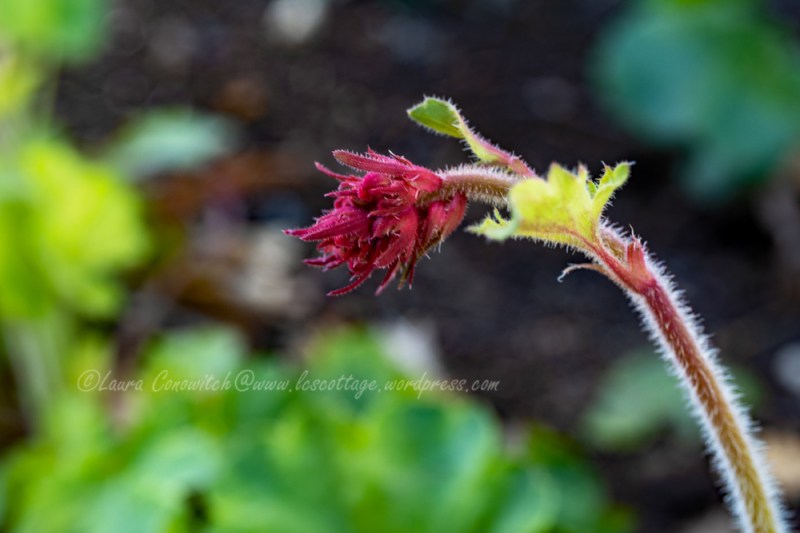 Coral Bells/Heuchera