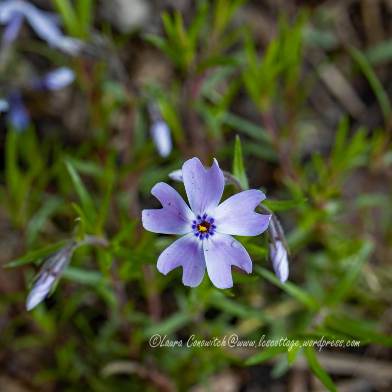 Creeping Phlox