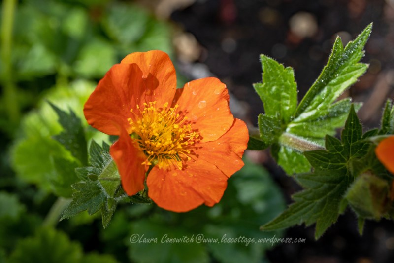 Geum/Avens