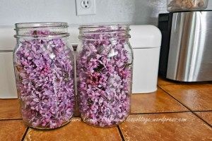 Lilac Blossoms in Jar