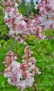 Lilacs
