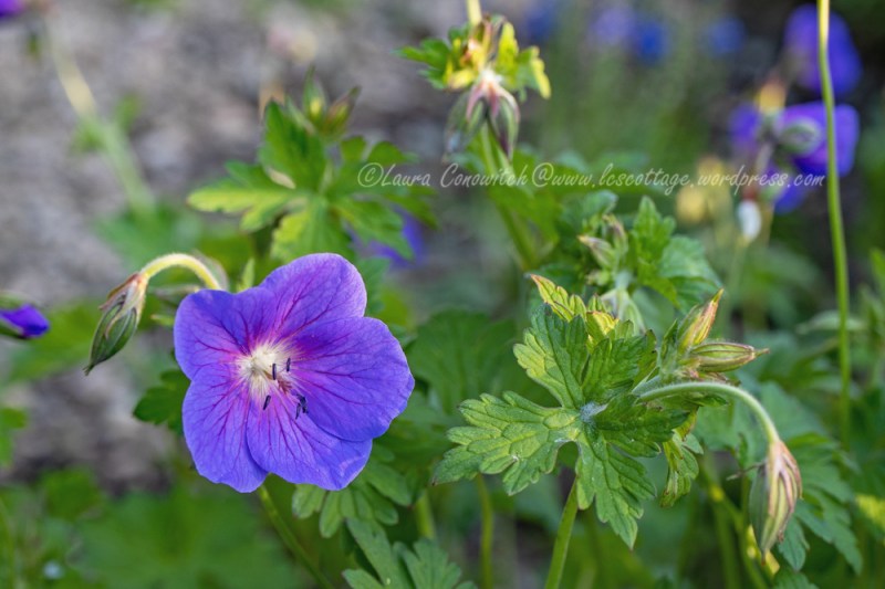 Geranium