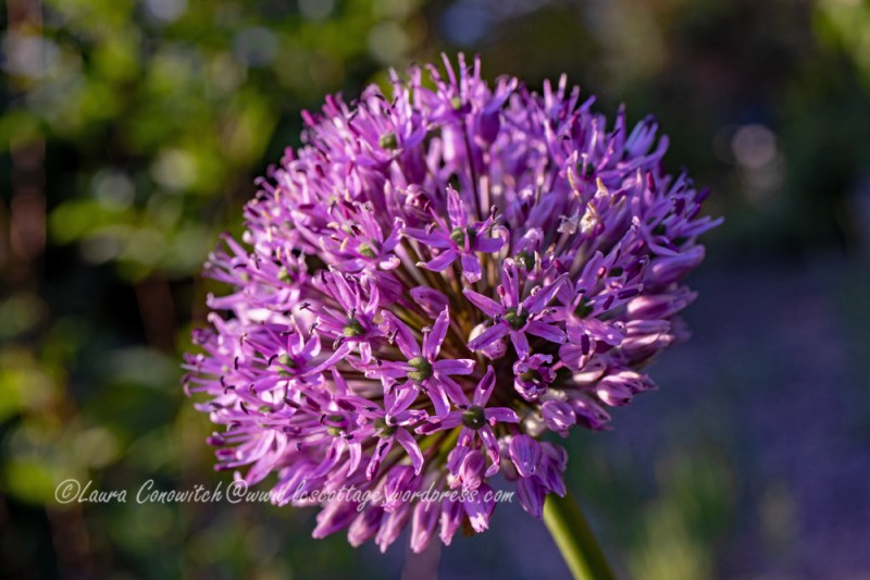 Allium
