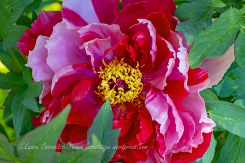 Tree Peony