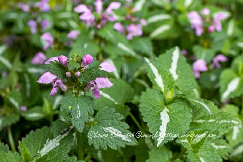Lamium/Dead Nettle