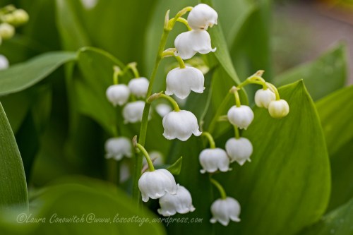 Lily of the Valley