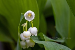 Lily of the Valley