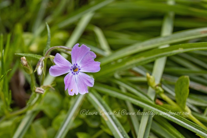 Creeping Phlox