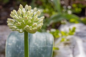 Allium