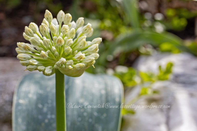 Allium