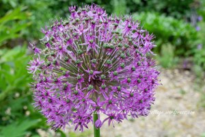 Allium