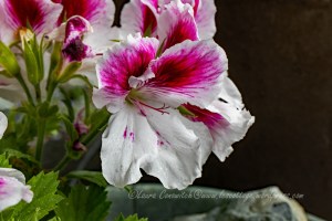 Geranium
