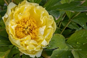 Tree Peony