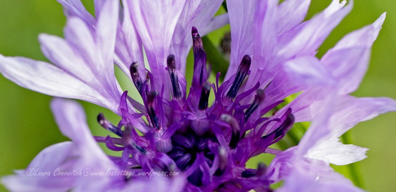 Bachelor Button/Cornflower