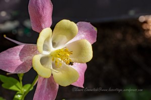 Columbine