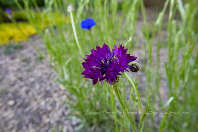 Bachelor Button/Cornflower