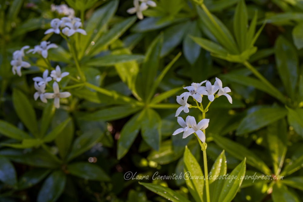 Sweet Woodruff
