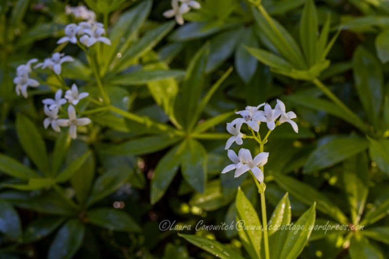 Sweet Woodruff