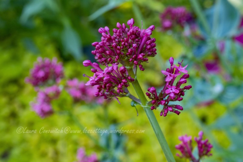 Jupiter's Beard/Red Valerian