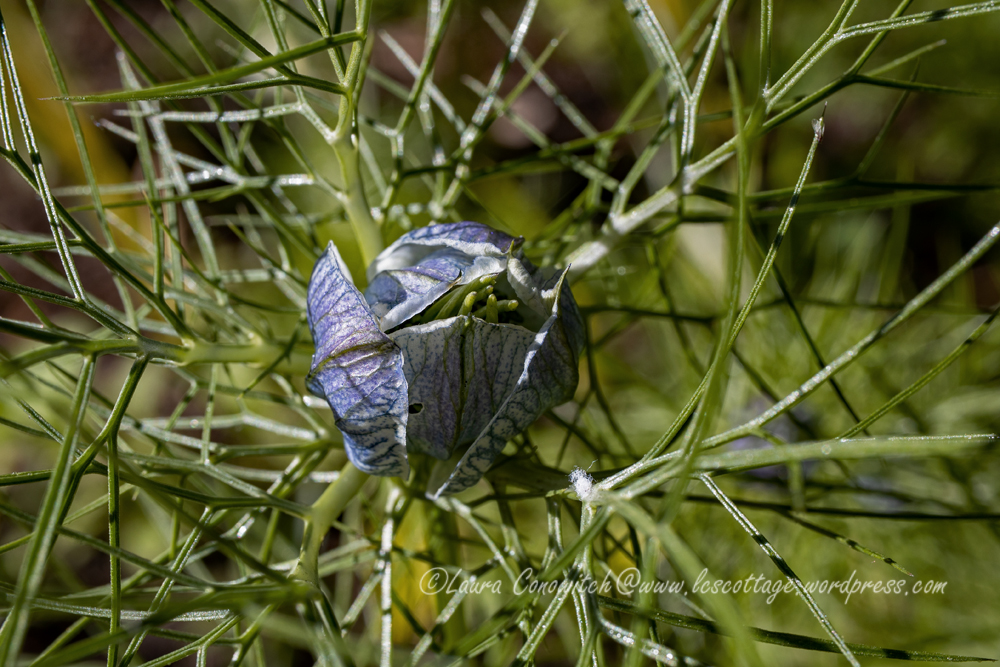 Love-in-a-Mist/Nigella