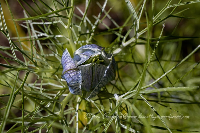 Love-in-a-Mist/Nigella