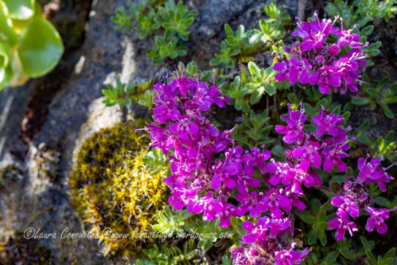 Rock Cress