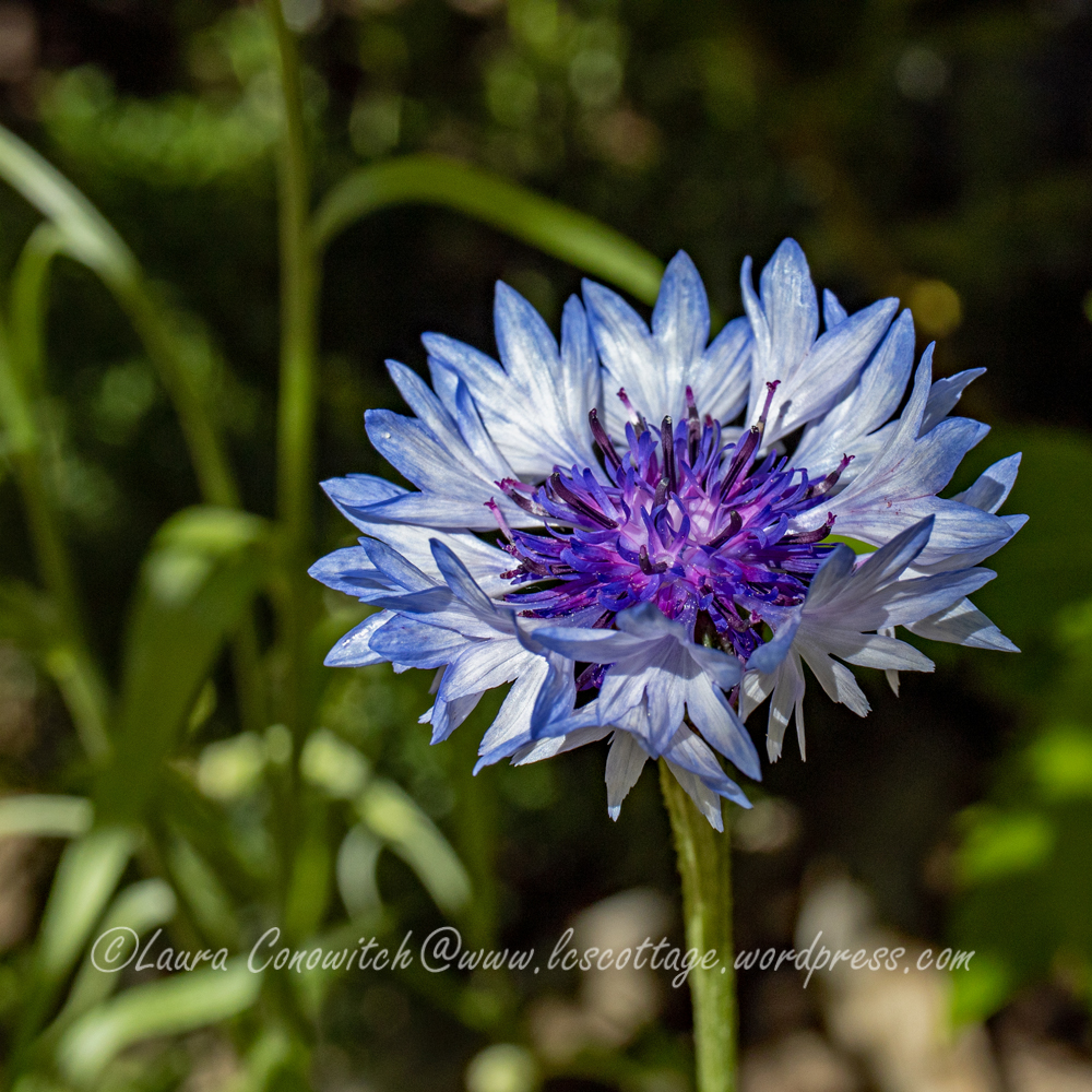 Bachelor Button/Cornflower
