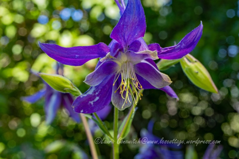 Columbine