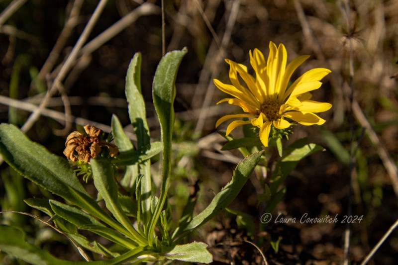 Yaquina Bay Lighthouse