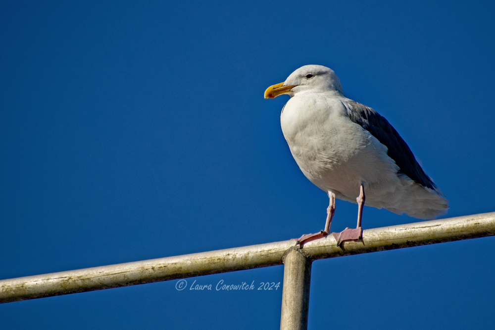 Yaquina Bay Lighthouse